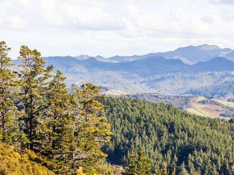 425l Boat Harbour Road Whenuakite_7