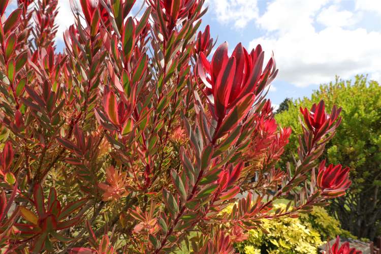 83 Hakanoa Street Huntly_22