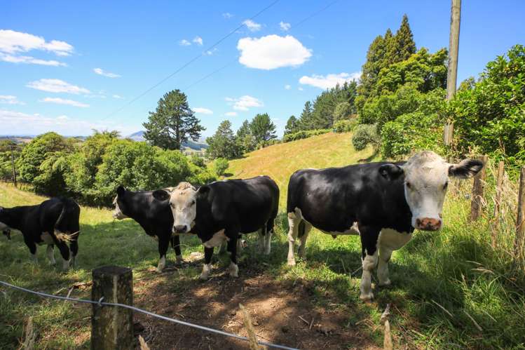 369 Honikiwi Road Otorohanga_20