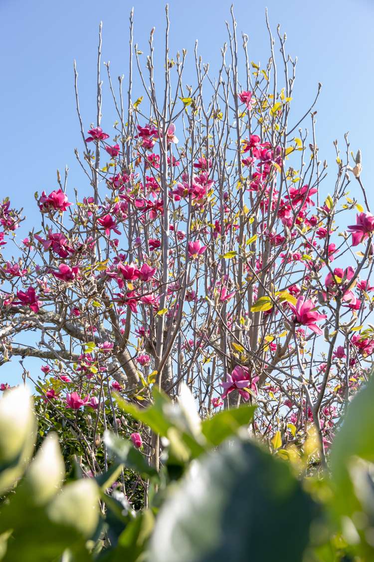 5 Links View Drive Omokoroa_20