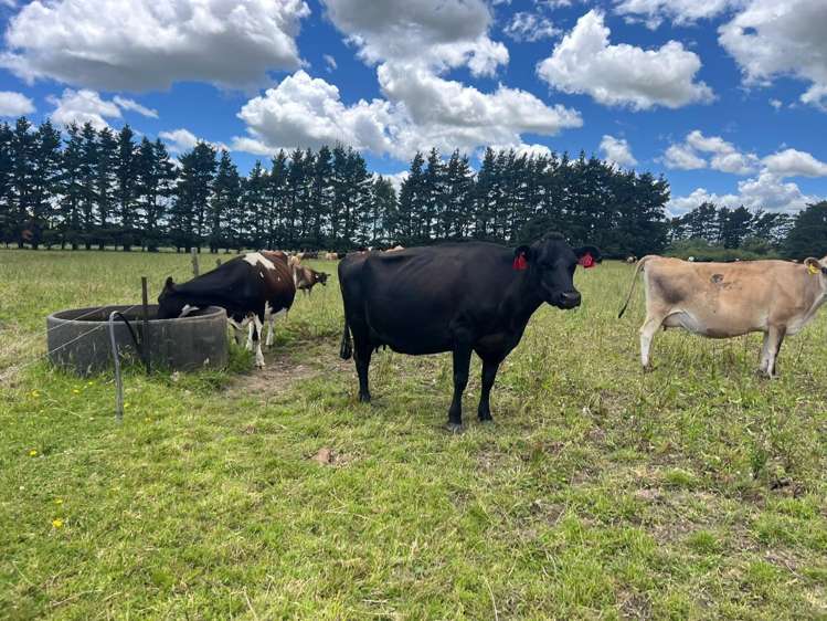 220 Larsen Road Eketahuna_9