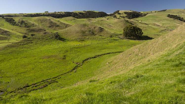 453 Dry River Road Martinborough_14