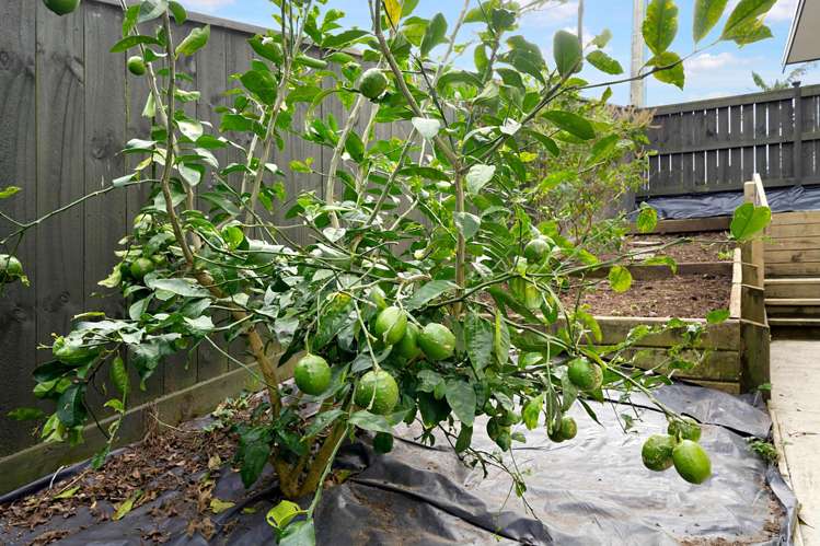 124a Golf Road New Lynn_12