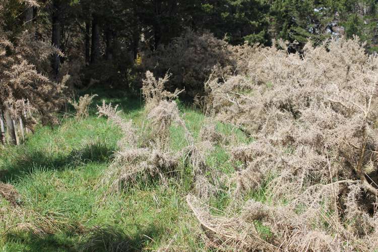 6041 State Highway 12 Ohaeawai_7