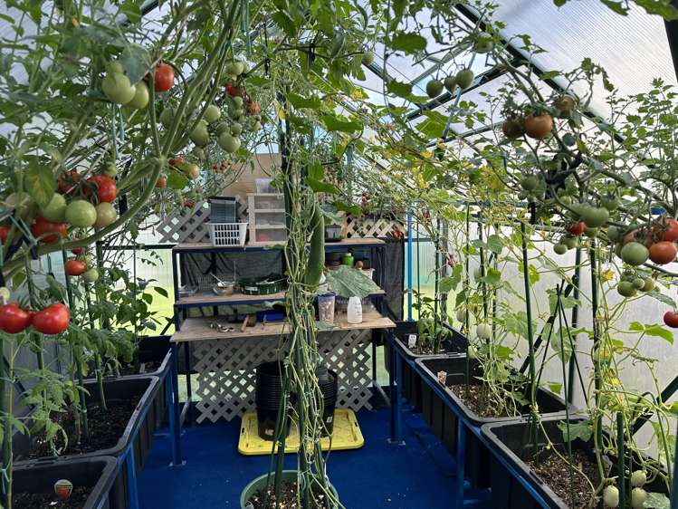 2 Northwood Avenue Pukenui_24