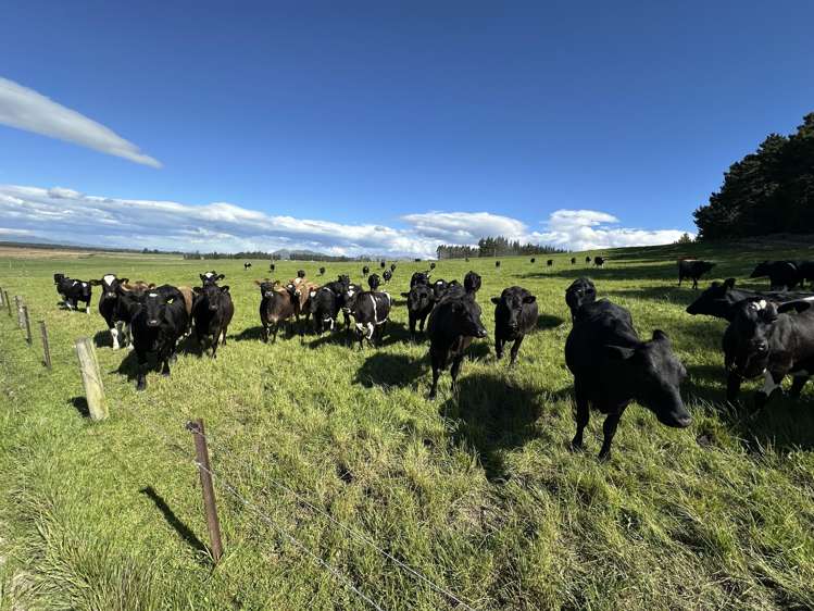 412 Gallagher Road Mossburn_4