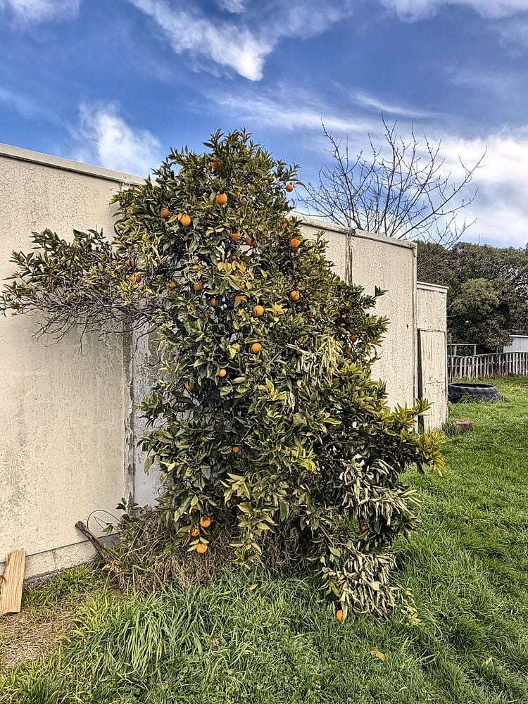 5 Raglan Street Lansdowne_14