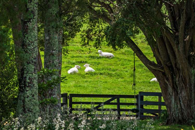 725 Woodcocks Road Warkworth_24