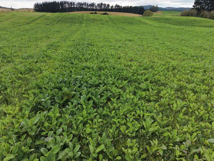 158 Kowhatu Road Waimate_24