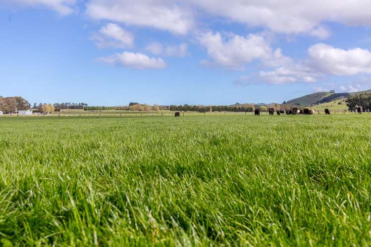 White Rock Road Martinborough_15