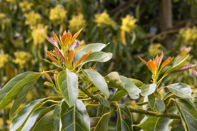 59 Pine Ridge Lane Aongatete_10