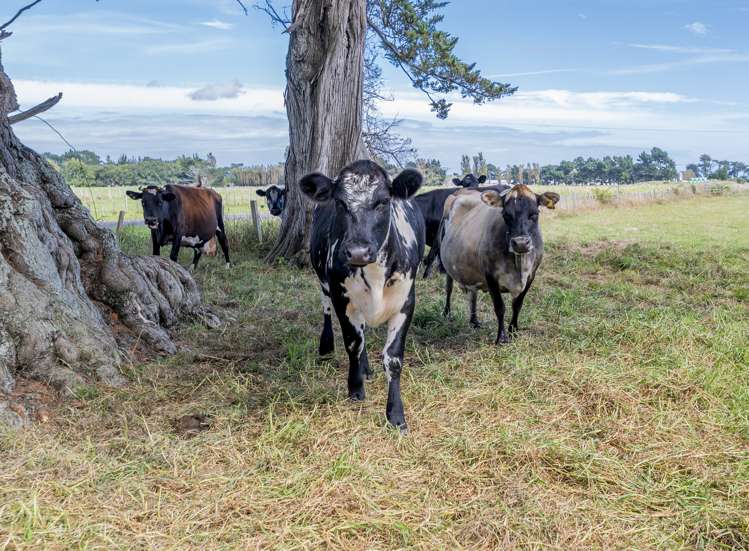 14 Howan Street Foxton_26