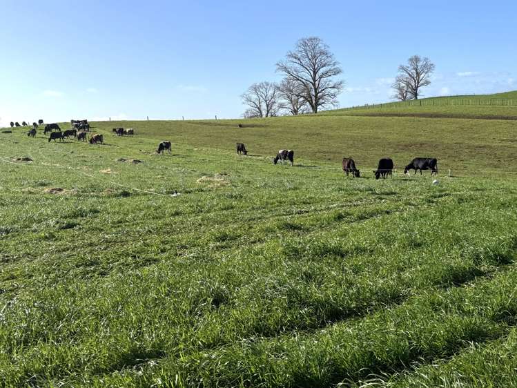 233B Kio Kio Station Road Otorohanga_12