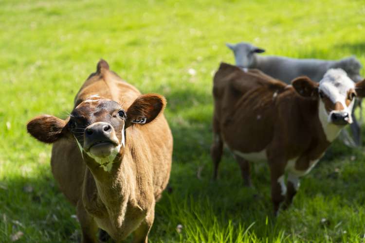 3 Holland Road Mangapai and Surrounds_12