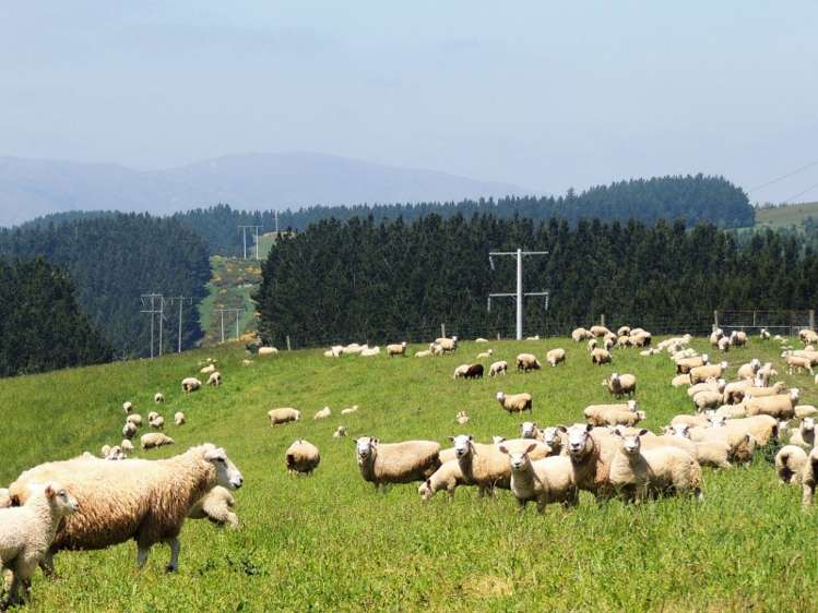 171 Monavale Road Albury_16