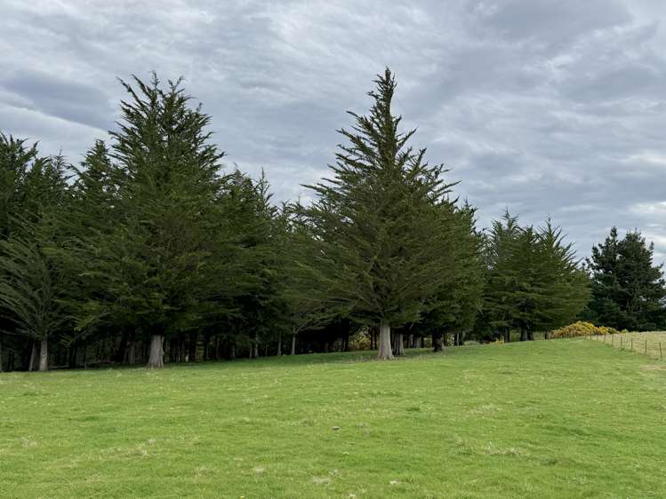 Lot 4 McKenzie Road, Livingstone Duntroon_13