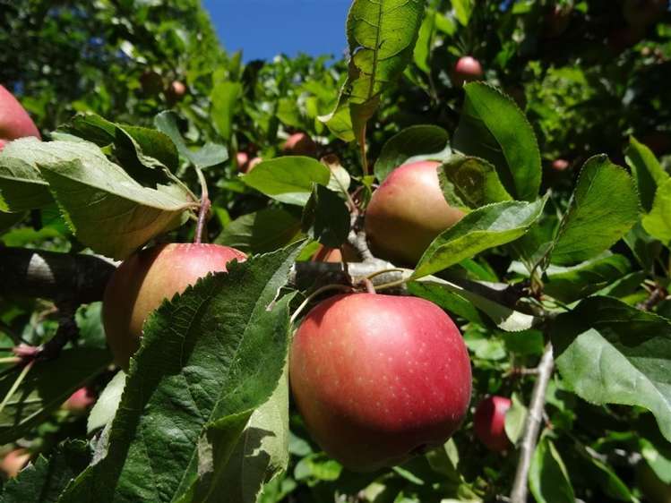 185 Main Road Governors Bay_10