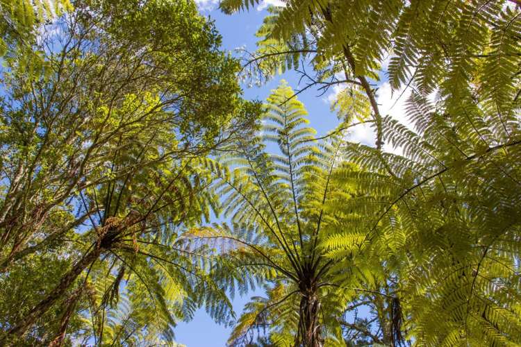 30 Scheltema Road, Waikino Waihi_12