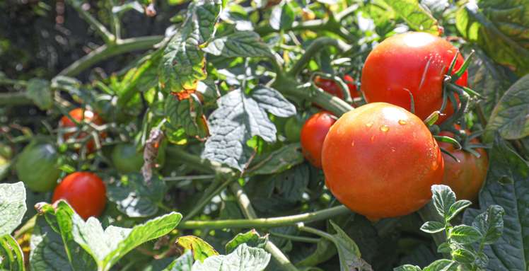 1 Merlot Place Te Kauwhata_34