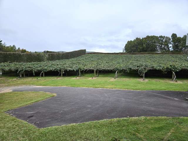 Te Puke kiwifruit lifestyle