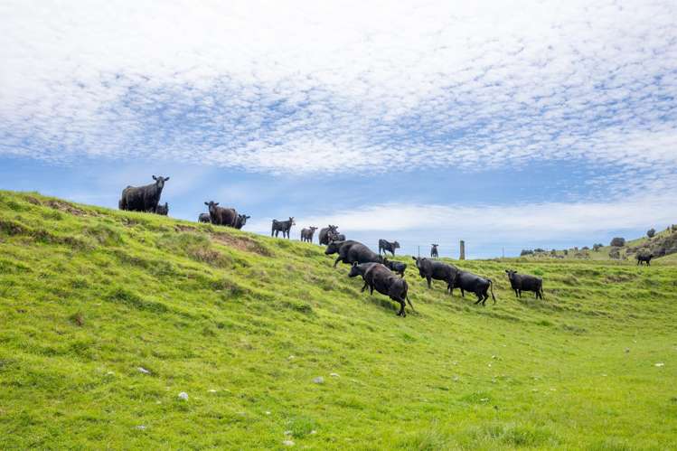 115 Howard Valley Road St Arnaud_7