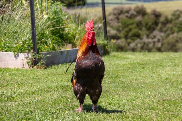 106 Chester Park Drive West Taratahi_2