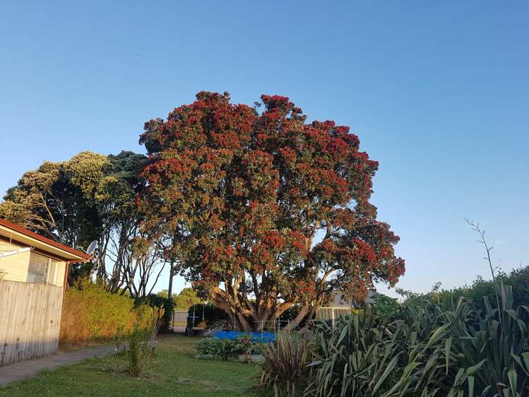 279b Hillsborough Road Hillsborough_6