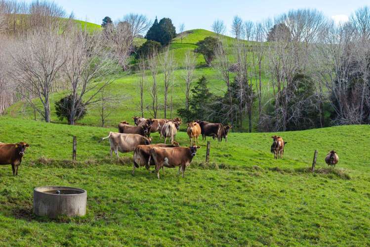 Lot 4a Tauraroa Road Maungakaramea_11