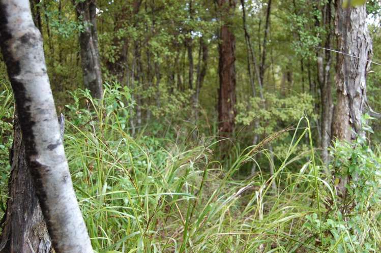 396h Shoal Bay Road Great Barrier Island (Aotea Island)_2