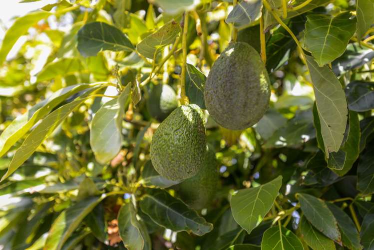 301 Prospect Road Hastings_22