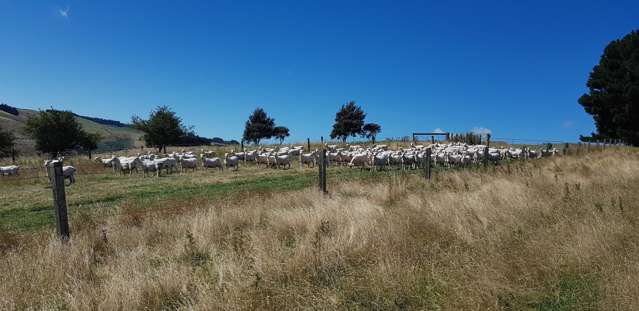 890 Mount Stuart Road Balclutha_1