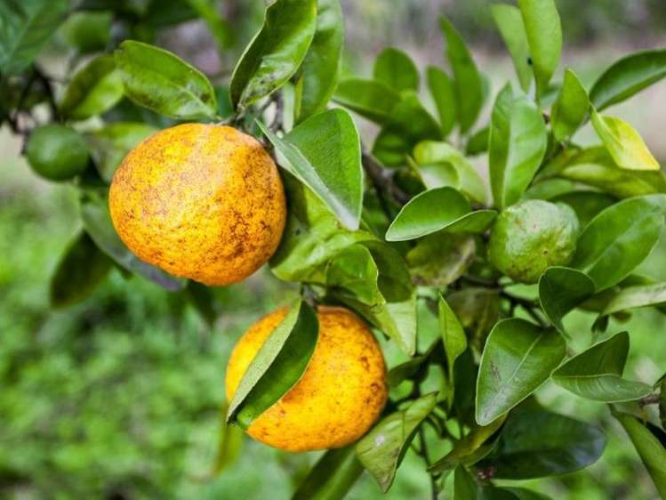 62 Grant Road Opotiki and Surrounds_13