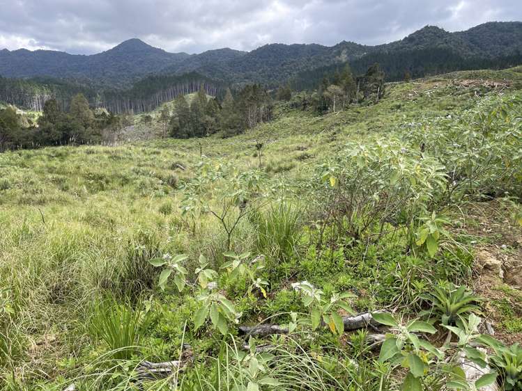 Iwitaua Road Kaitaia_5