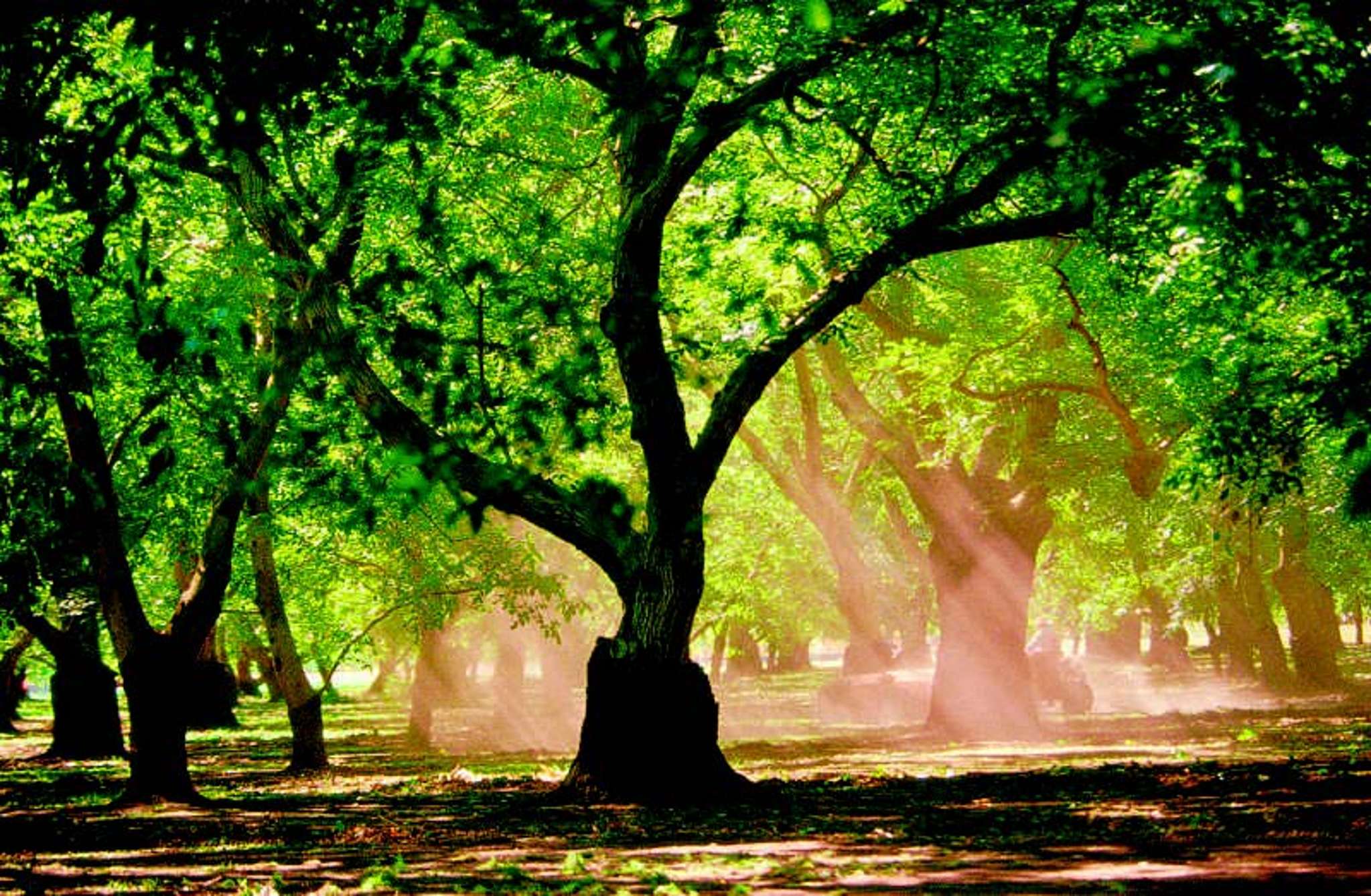 Walnuts worth a crack, say pioneers