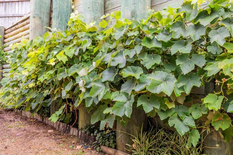 118b Sunset Road Unsworth Heights_19