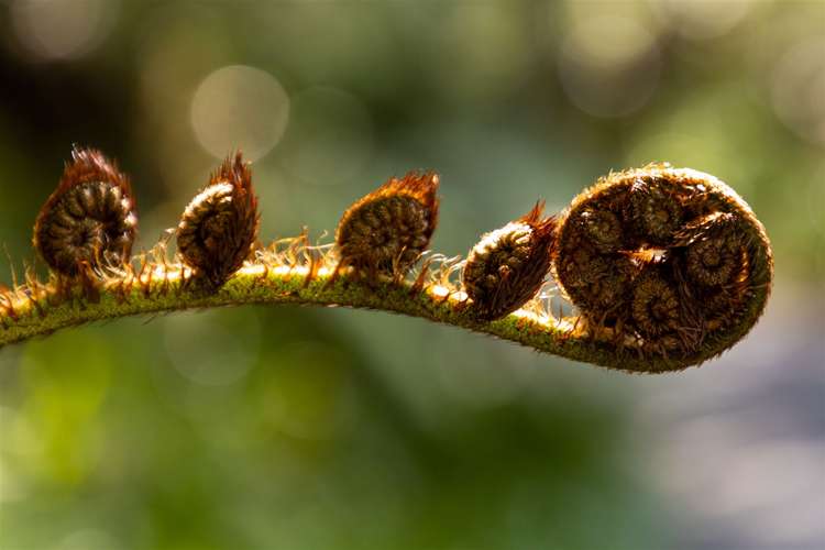 480 Moetapu Bay Road Anakiwa and Surrounds_40