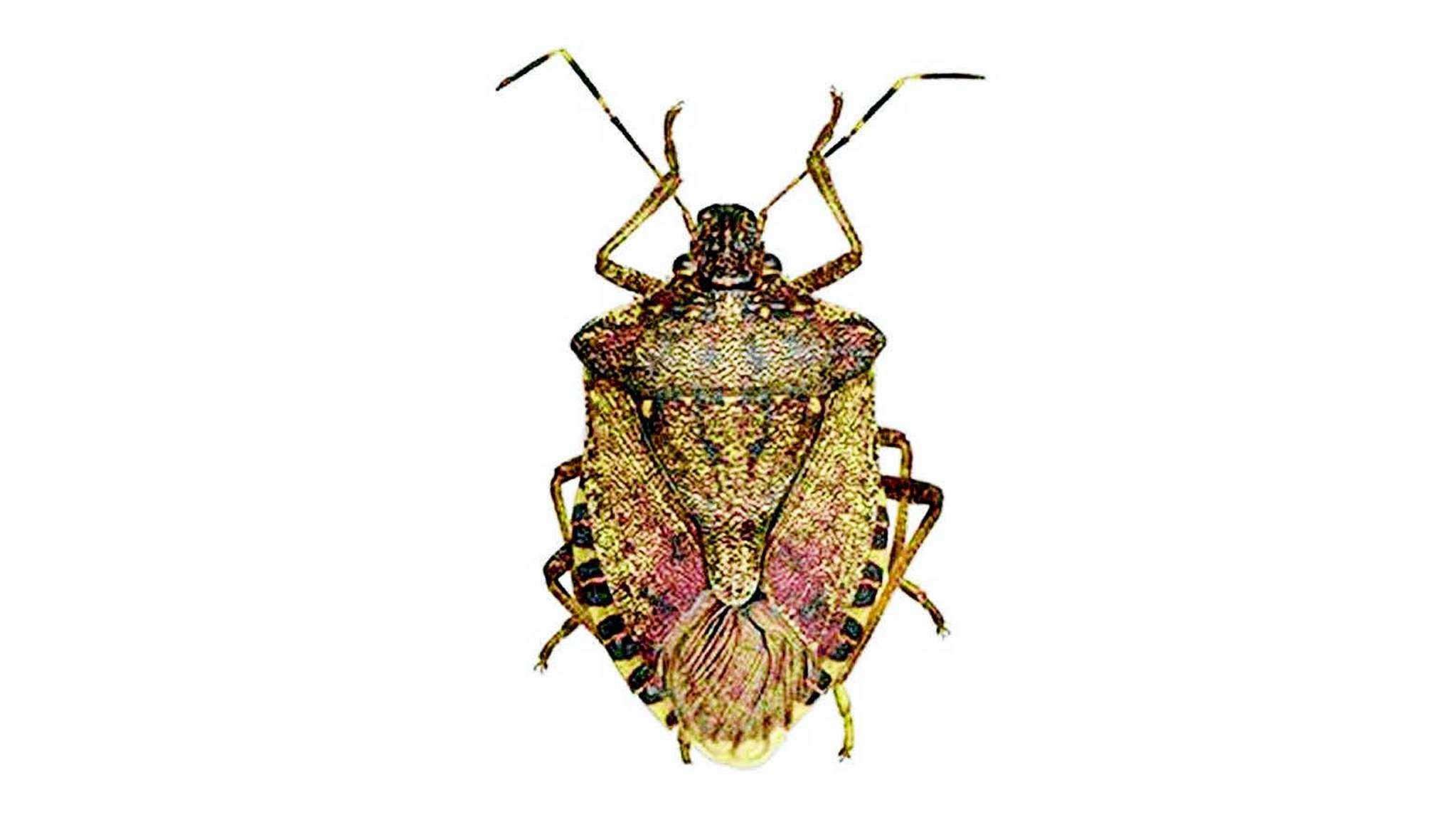 Campaign to keep stink bug out