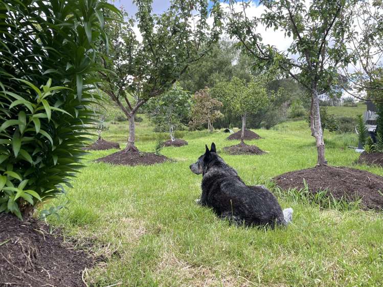 852 Oneriri Road Kaiwaka_55