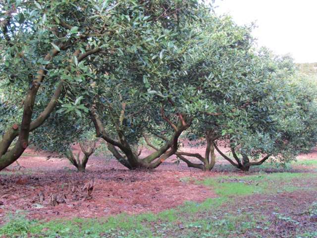 402 Youngson Road Whakamarama_1