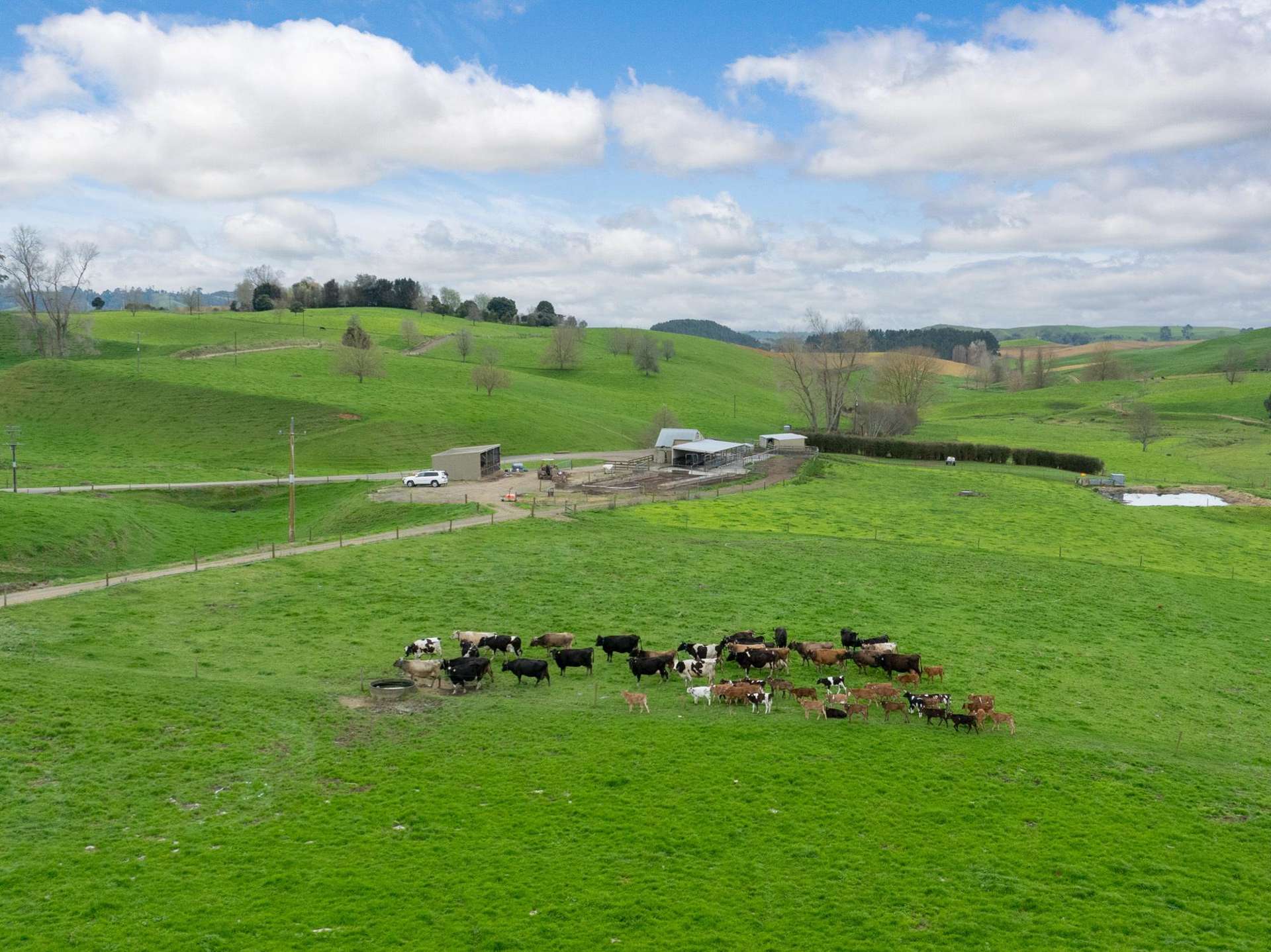 703 Bayley Road Te Awamutu_0