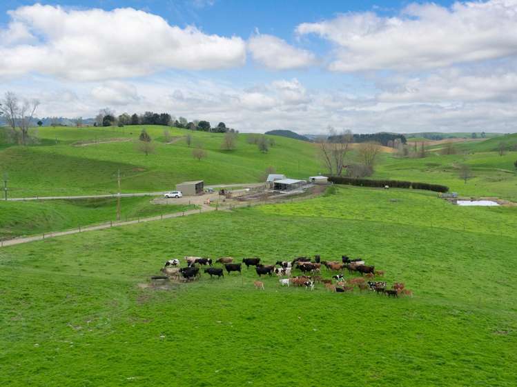 703 Bayley Road Te Awamutu_0