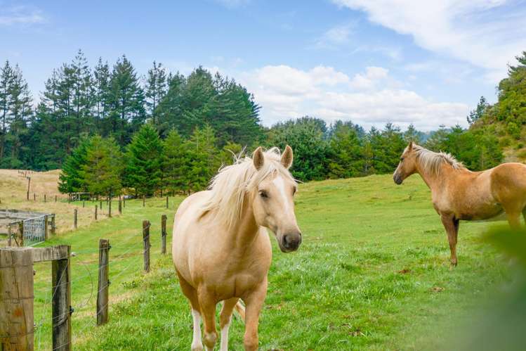 49B Olds Road Ngongotaha Valley_33