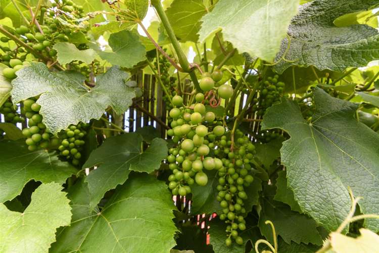 53 Westwood Street Bellevue_5