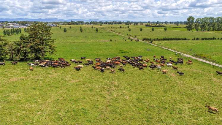 7201 State Highway 26 Paeroa_17