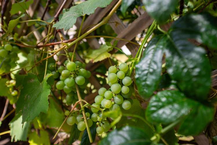 7 Kiwi Street Springfield_19