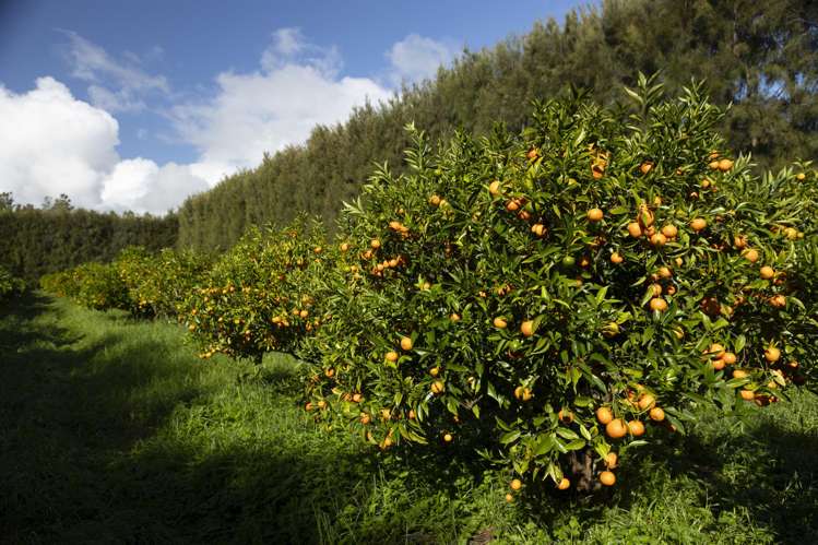 6934 State highway 1 Kaitaia Surrounds_20