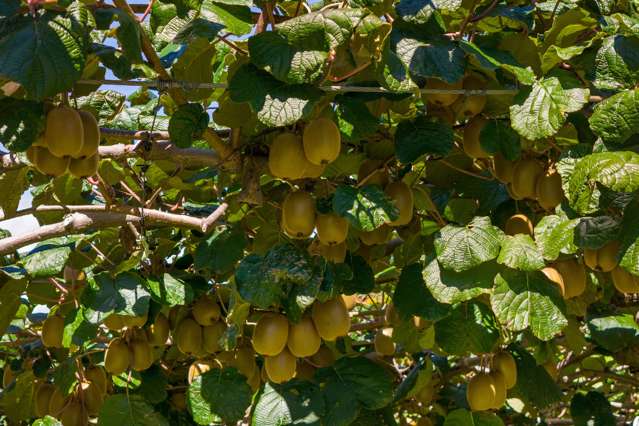 48B Tetley Road Katikati_3