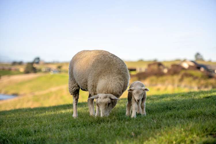 466 Delta Lake Heights Renwick_34