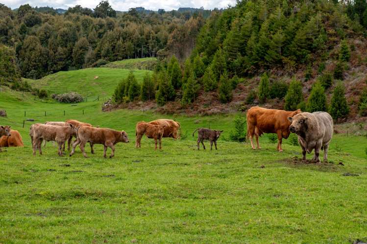 49C Olds Road Ngongotaha Valley_7