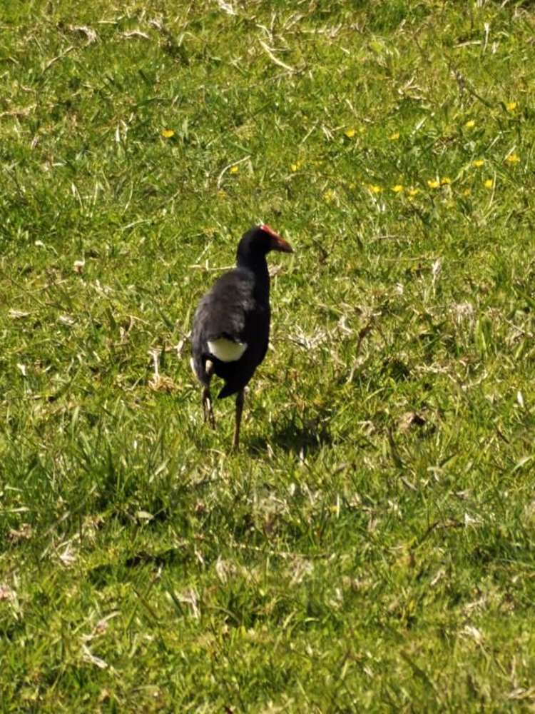 53 Ocean Beach Road Tairua_33